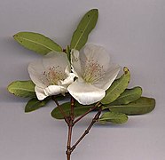 Flor de Eucryphia.