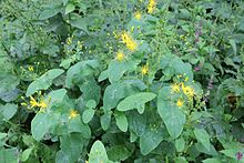 Top-down view of a bushy cluster of Hypericum bupleuroides