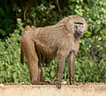 Olive baboon