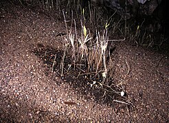 Accumulation de graines régurgitées par les guacharos de la Cueva de los Guacharos de Soritor (Yorongos, Rioja, San Martin, Pérou).