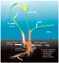 Seagrass holobiont[242]