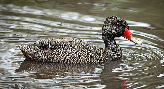 Freckled duck, male, by Benjamint