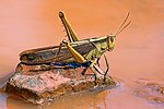 Garden locust Acanthacris ruficornis