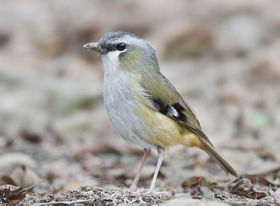 Grey-headed robin, by JJ Harrison