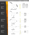 Image 34This image shows a representative sequence, but should not be construed to represent a "straight-line" evolution of the horse. Reconstruction, left forefoot skeleton (third digit emphasized yellow) and longitudinal section of molars of selected prehistoric horses (from Evolution of the horse)