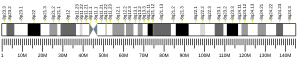 Chromosome 8 (human)