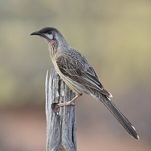 Red wattlebird, by Andreas Trepte