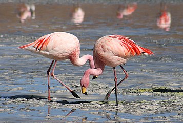 Phoenicopterus jamesi