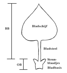 Schema van de bladonderdelen: BB = Bovenblad: bladsteel en bladschijf OB = Onderblad: bladbasis en steunblaadjes