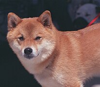 Red Shiba Inu