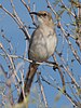 Le Conte's thrasher