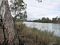 Le Murray à Renmark