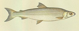 Coregonus pollan