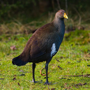 Tasmanian nativehen, by JJ Harrison