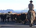 Cow-boy dans l'Oregon