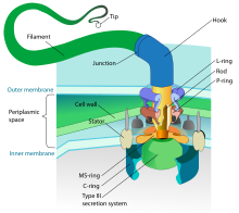 Flagellum base diagram-en