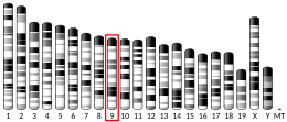 Chromosome 9 (souris)