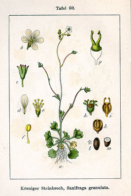 Saxifragales