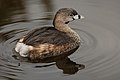 30 Pied-billed Grebe 0561