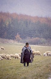 Schäfer auf der Schwäbischen Alb