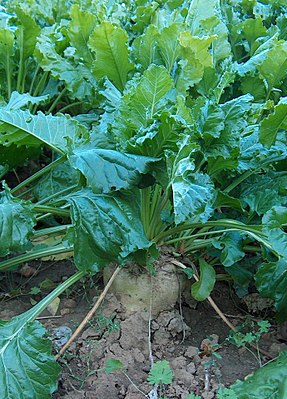 Sokerrööw (Beta vulgaris ssp. vulgaris, Altissima skööl)