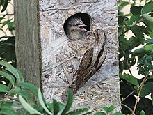 Oiseau marron perché à l'entrée du trou d'envol d'un nichoir en bois. À l'intérieur, un oiseau juvénile ouvre grand le bec.