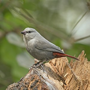 Lavender waxbill, by Charlesjsharp