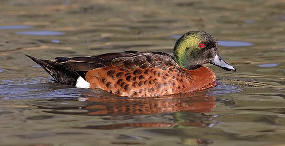 Chestnut teal, male, by Fir0002