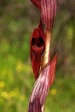 Serapias bergonii