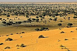 Camels drinking in one of the parts of the Termit massif in 2001