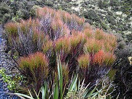 Dracophyllum longifolium 11.JPG