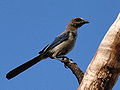 Juvenile at Juniper Prairie in Ocala National Forest