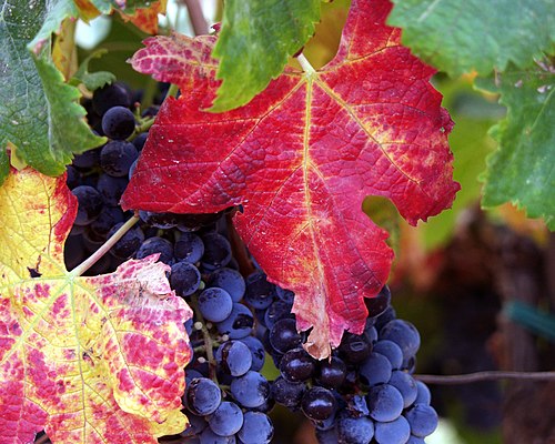 Grapes from the Guadalupe Valley in Ensenada, Baja California, Mexico