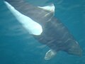 A wild Dall's porpoise on a calm day in the Shelikof Strait off the coast of Raspberry Island