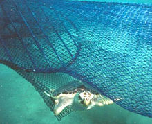 A loggerhead sea turtle escapes a circular fishermanʼs net via a TED.