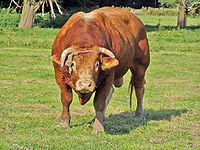 Stier, Oostvaardersplassen