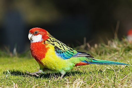 Eastern rosella, female, by JJ Harrison