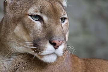 Neredeyse ülkenin her bölümünde yaşayan puma