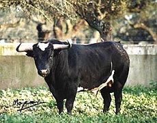 Toro de la ganadería Sánchez Cobaleda