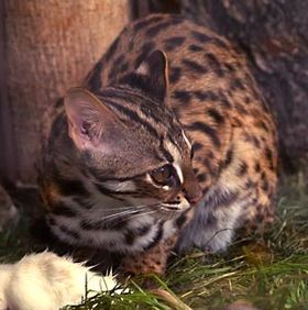 Gato-leopardo (Prionailurus bengalensis)