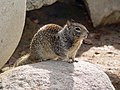 California Ground Squirrel (this one I took)