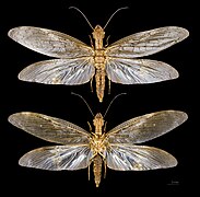 Corydalus cornutus (Megaloptera)