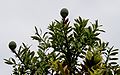 Agathis australis leaves and cones