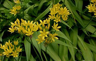 Guld-Løg (Allium moly) som eksempel på planter fra Løg-familien.