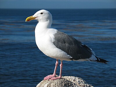 Western gull, by Daniel Schwen