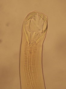 Ancylostoma duodenale boca.jpg