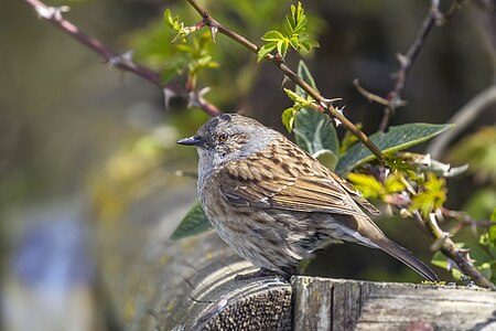 Dunnock, by Charlesjsharp