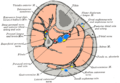 Cross-section through middle of leg.