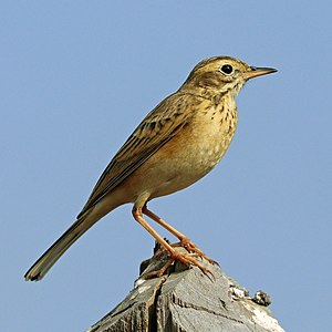 Paddyfield pipit, by Charlesjsharp