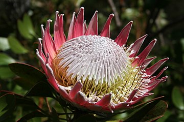 Blom in die Universiteit Stellenbosch Botaniese Tuin